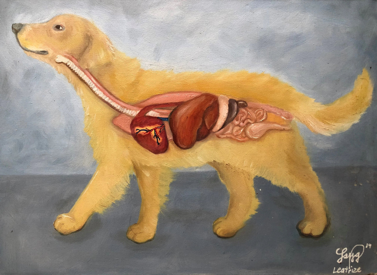 Dog anatomy
