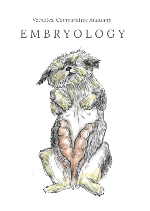 Veterinary Embryology ( Veterinary student notes) ebook