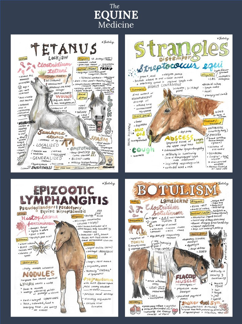 Equine Medicine