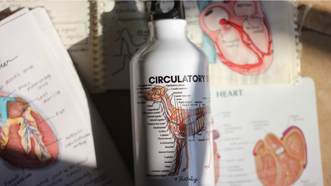 Canine Anatomy Sports Jug