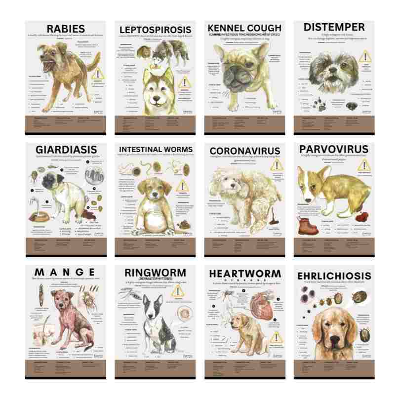 Canine Infectious Disease Poster Vet Clinic Wall Art