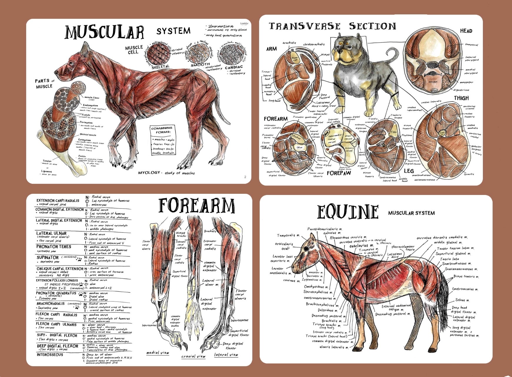Vet Notes.pdf Comparative Anatomy Muscular System (Veterinary student notes) ebook ...