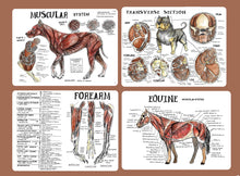 Load image into Gallery viewer, Comparative Anatomy Muscular System (Veterinary student notes) ebook