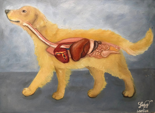 Dog anatomy