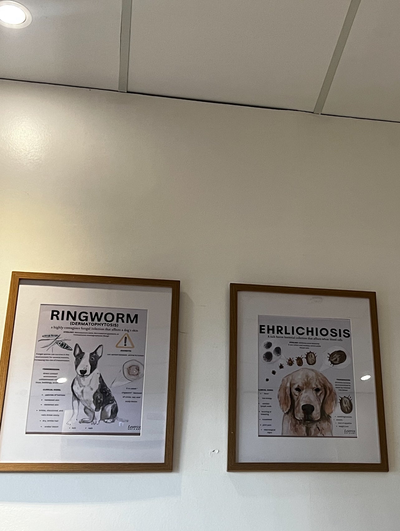 Canine Infectious Disease Poster Vet Clinic Wall Art