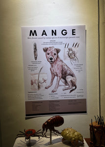 Canine Infectious Disease Poster Vet Clinic Wall Art
