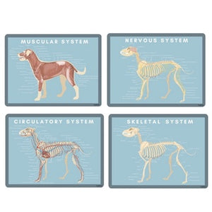Canine Skeletal, Nervous, Muscular, Circulatory System Card | Veterinary Anatomy  (4pcs)