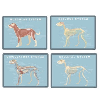 Canine Skeletal, Nervous, Muscular, Circulatory System Card | Veterinary Anatomy  (4pcs)