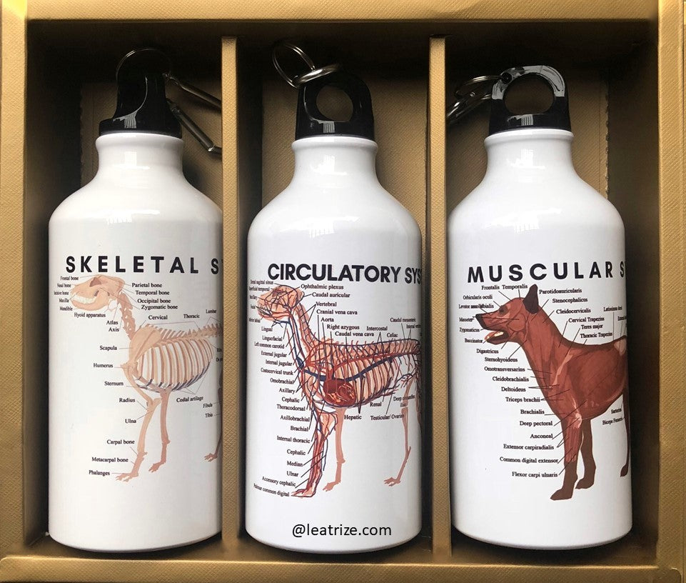 Canine Body System Sports Jug Set