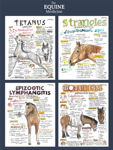 Veterinary Medicine: Equine / Horse