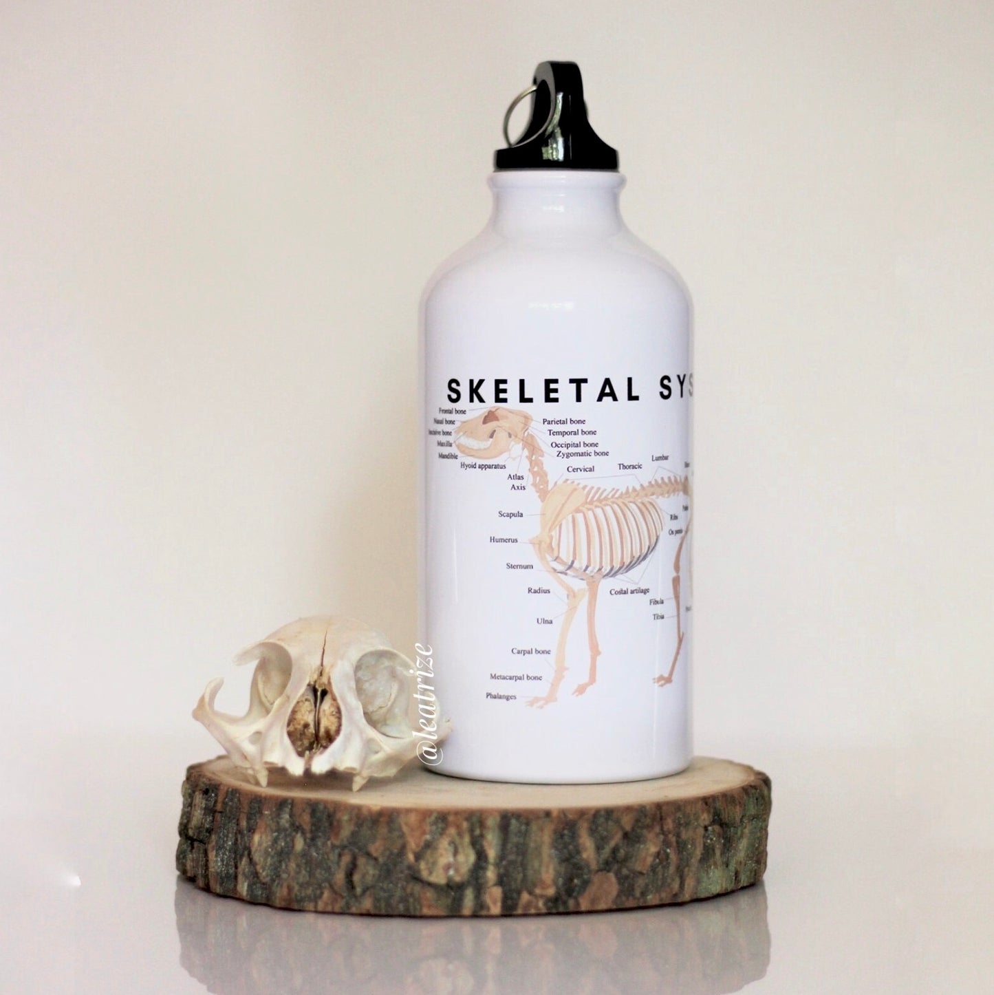 Canine Anatomy Sports Jug