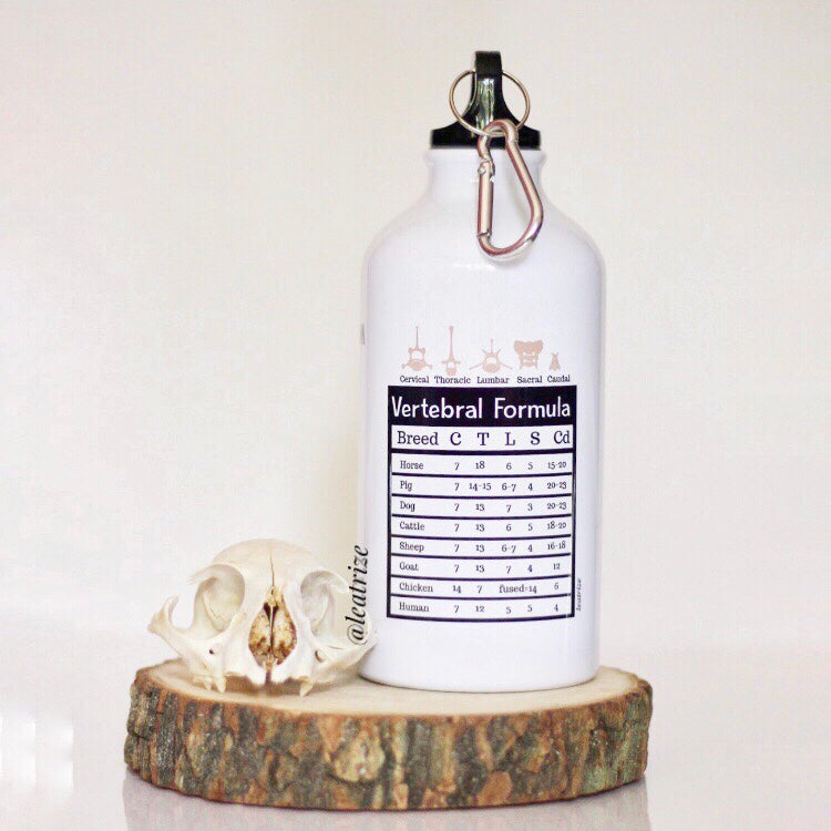 Canine Anatomy Sports Jug