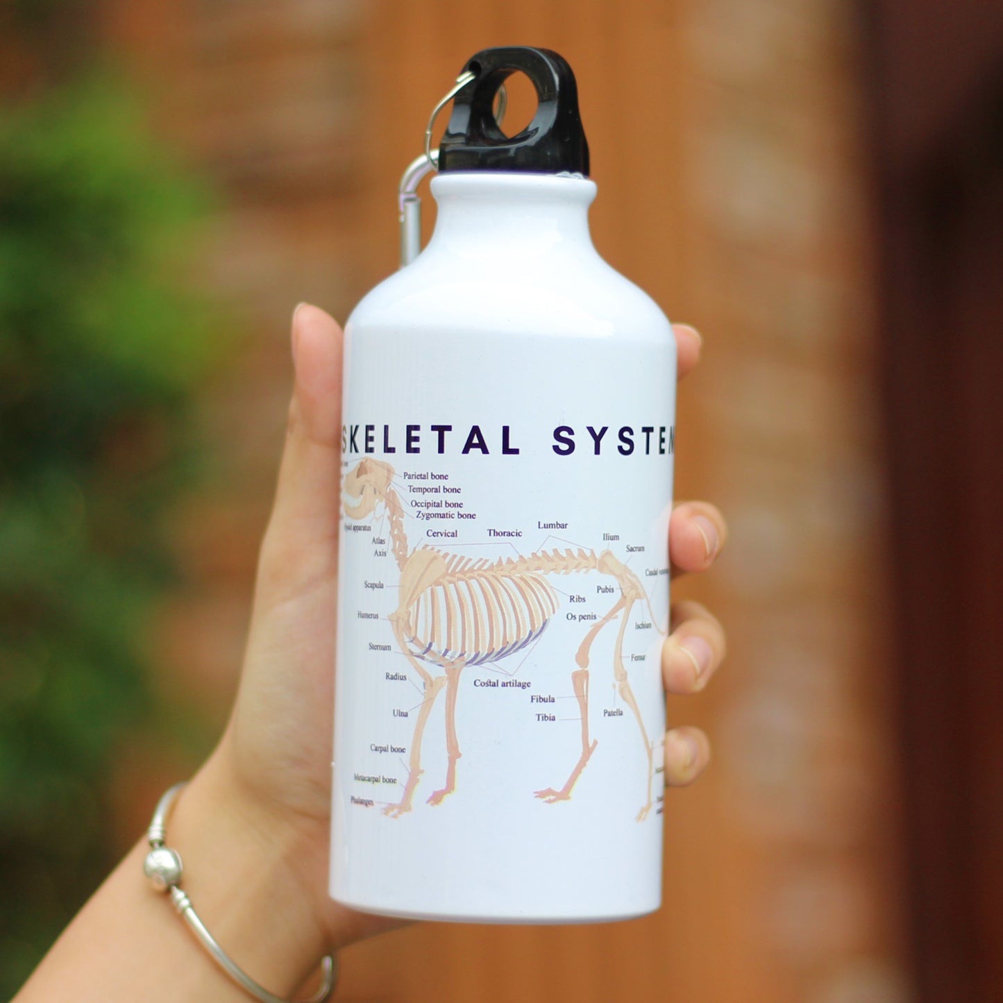 Canine Anatomy Sports Jug