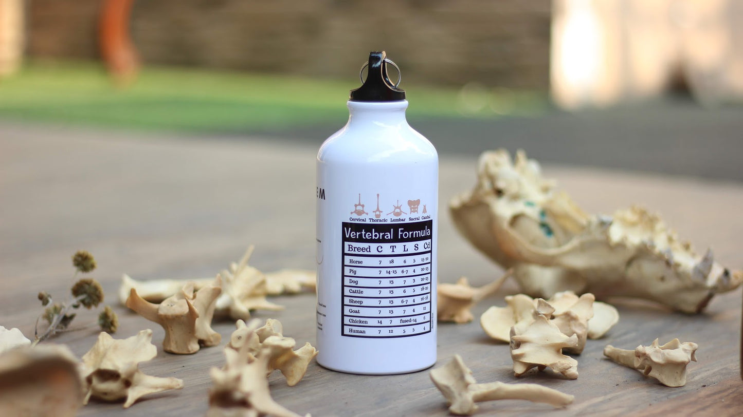 Canine Anatomy Sports Jug