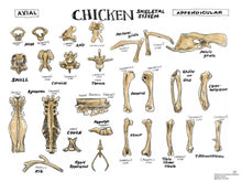 Load image into Gallery viewer, Comparative Anatomy Skeletal System (Veterinary student notes) ebook