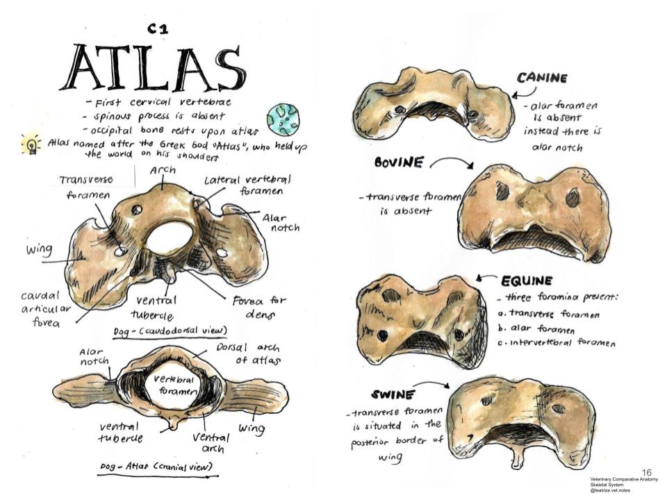 Comparative Anatomy Skeletal System (Veterinary student notes) ebook
