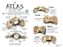 Load image into Gallery viewer, Comparative Anatomy Skeletal System (Veterinary student notes) ebook