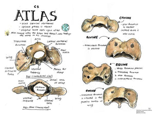 Comparative Anatomy Skeletal System (Veterinary student notes) ebook