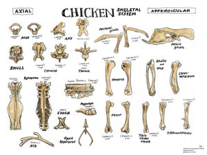 Comparative Anatomy Skeletal System (Veterinary student notes) ebook