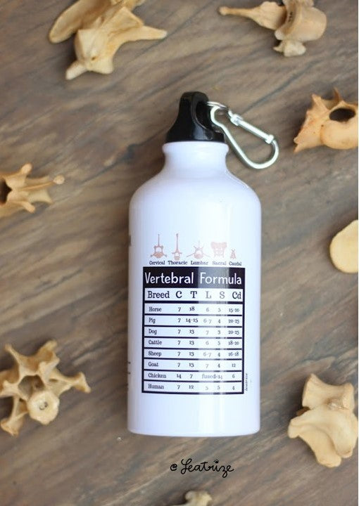 Canine Anatomy Sports Jug