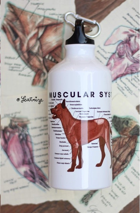 Canine Anatomy Sports Jug
