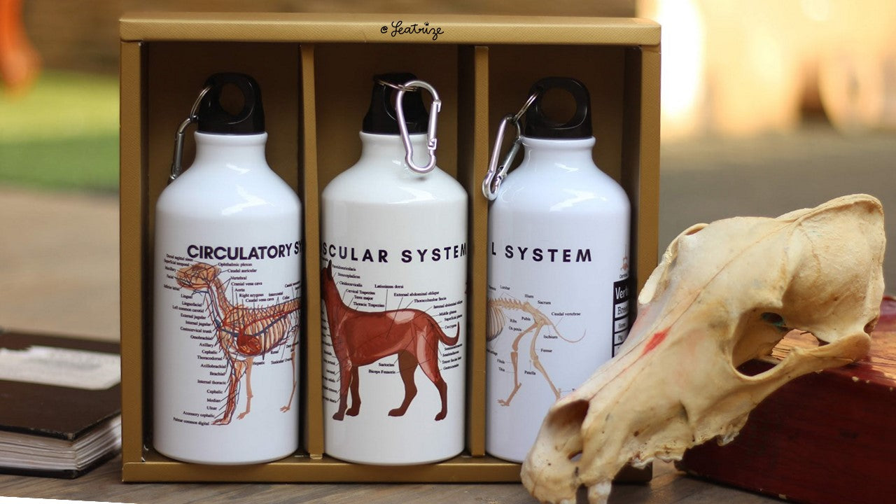 Canine Body System Sports Jug Set