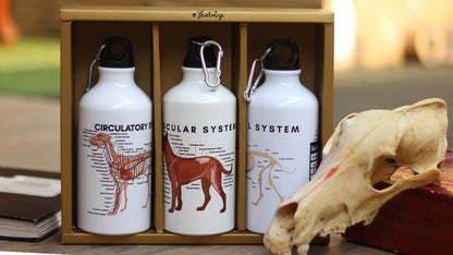Canine Body System Sports Jug Set