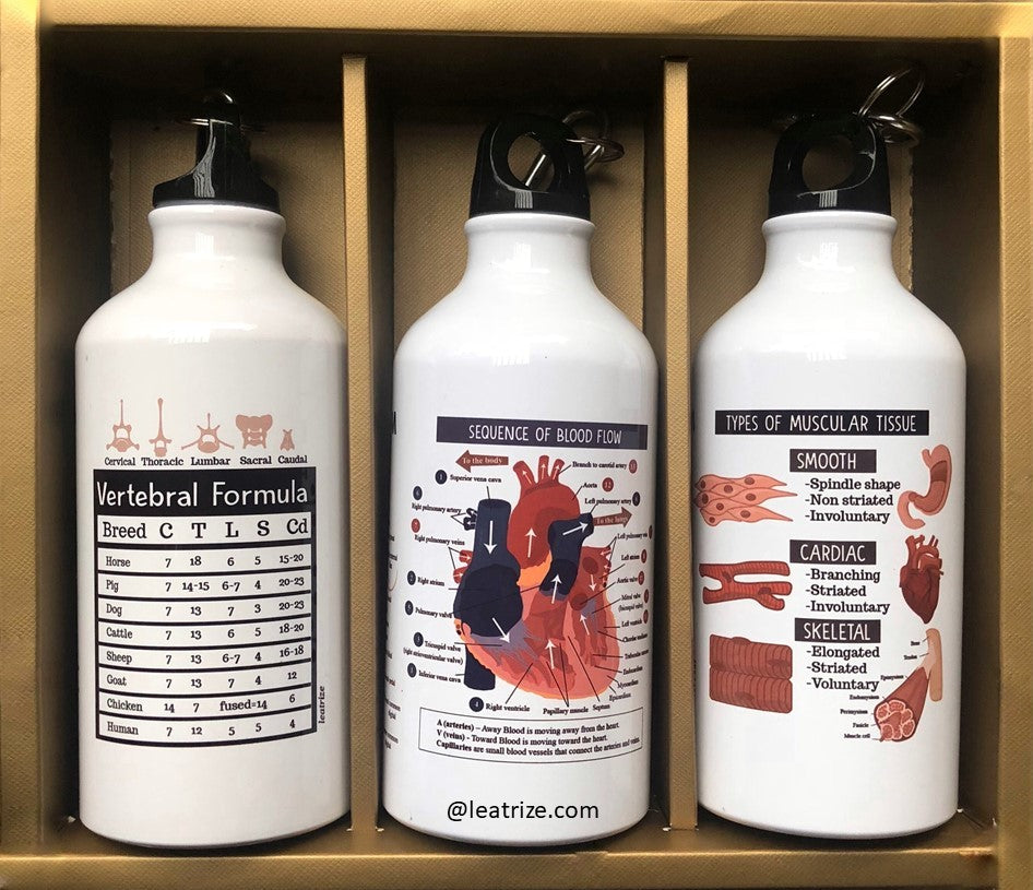 Canine Body System Sports Jug Set