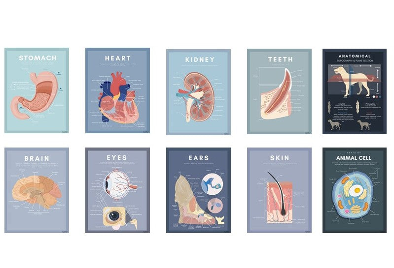Anatomy cards