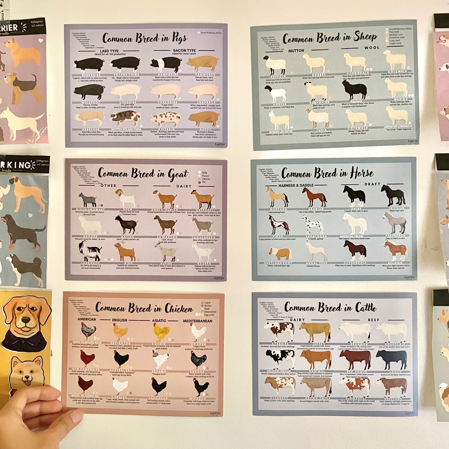 Common breed of domestic animal card
