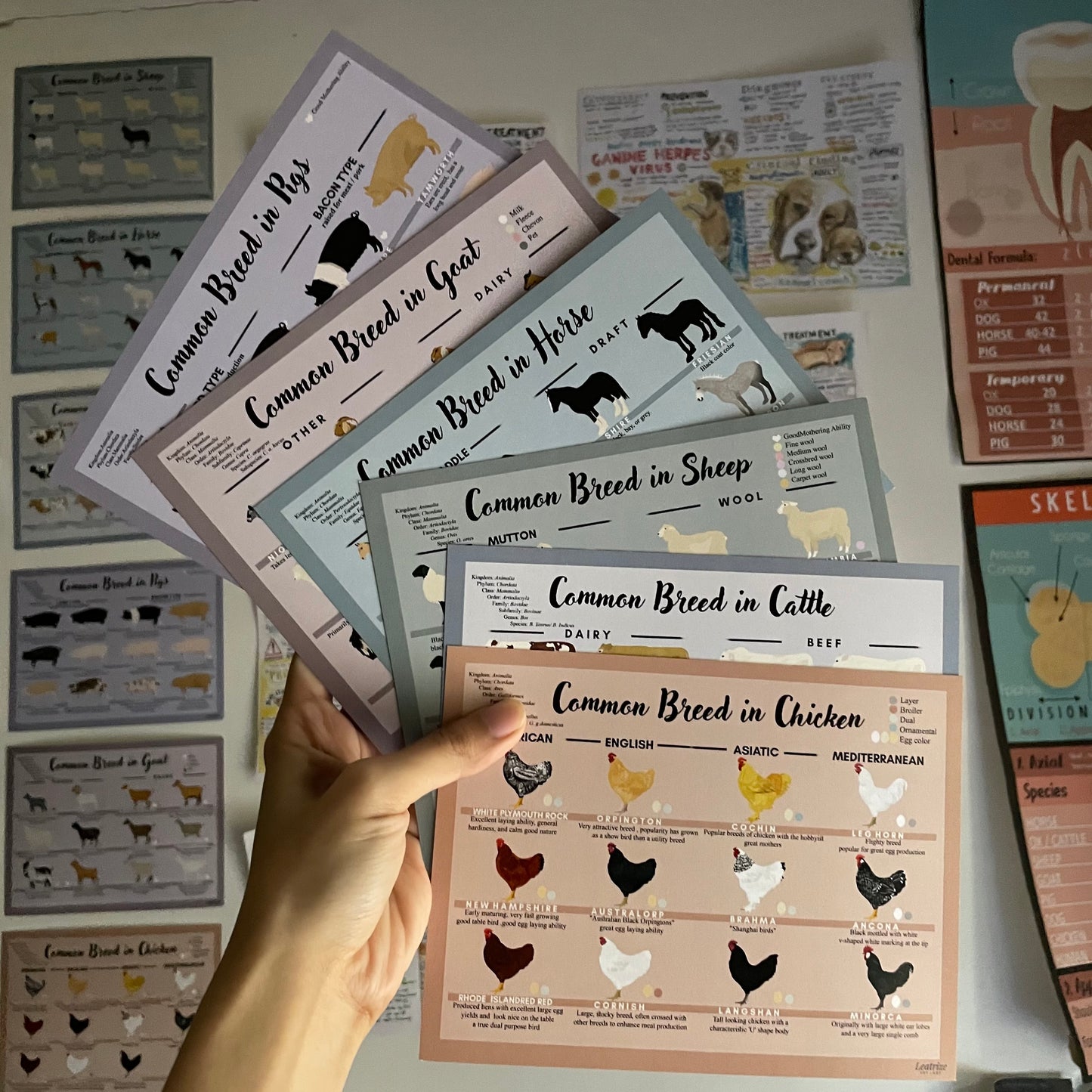 Common breed of domestic animal card