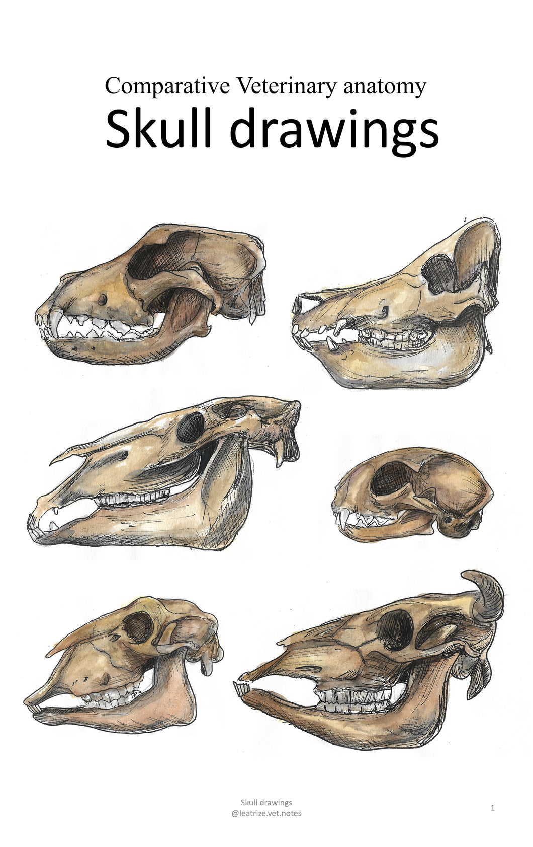 Skull Drawings