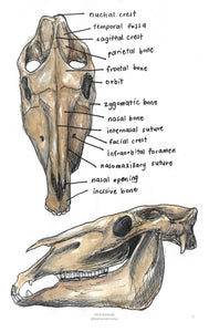 Skull Drawings