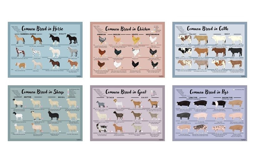 Common breed of domestic animal card