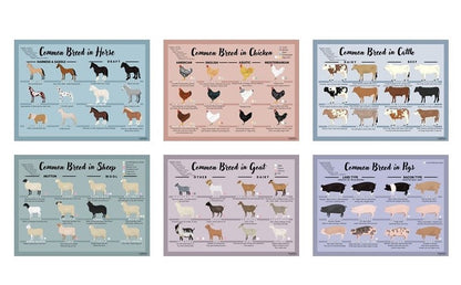 Common breed of domestic animal card