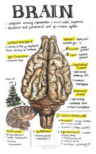 Load image into Gallery viewer, Comparative Anatomy 2 (Veterinary student notes) ebook