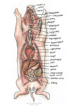 Load image into Gallery viewer, Comparative Anatomy 2 (Veterinary student notes) ebook