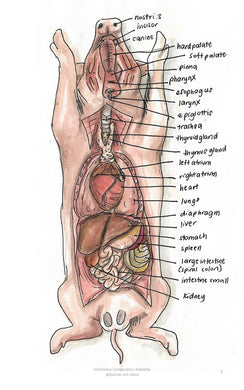 Comparative Anatomy 2 (Veterinary student notes) ebook