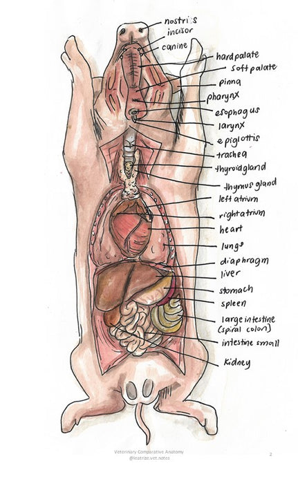 Comparative Anatomy 2 (Veterinary student notes) ebook