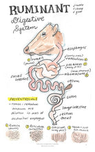 Load image into Gallery viewer, Comparative Anatomy 2 (Veterinary student notes) ebook