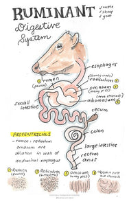 Comparative Anatomy 2 (Veterinary student notes) ebook