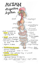 Load image into Gallery viewer, Comparative Anatomy 2 (Veterinary student notes) ebook